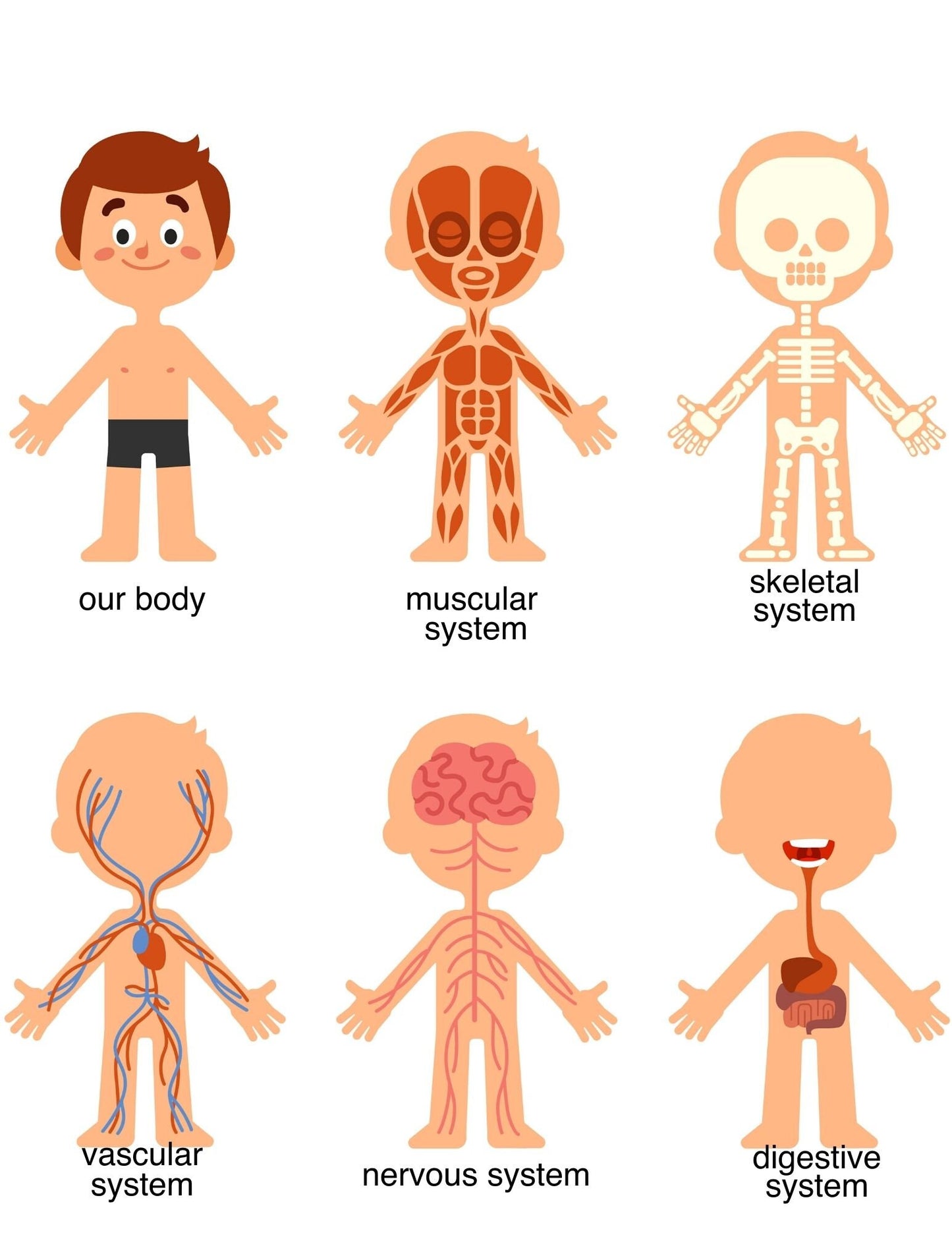 Human Body Preschool Activities | Anatomy Toddler Curriculum (PDF Download)