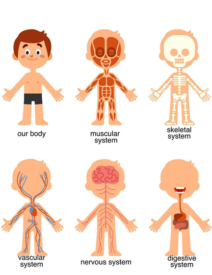 Human Body Preschool Activities | Anatomy Toddler Curriculum (PDF Download)