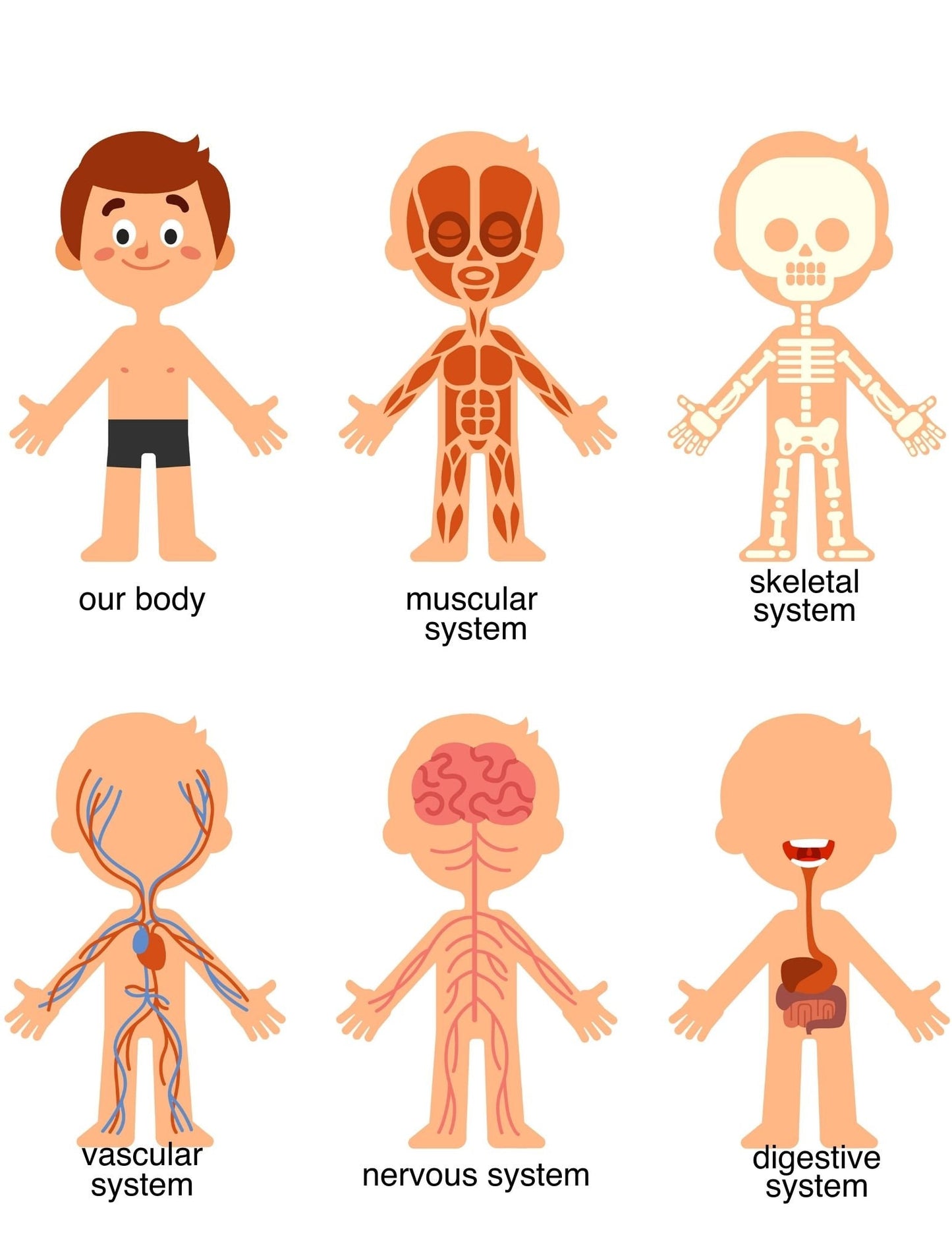 Human Body Preschool Activities | Anatomy Toddler Curriculum (PDF Download)