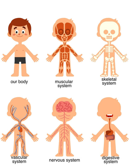 Human Body Preschool Activities | Anatomy Toddler Curriculum (PDF Download)