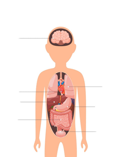 Human Body Preschool Activities | Anatomy Toddler Curriculum (PDF Download)
