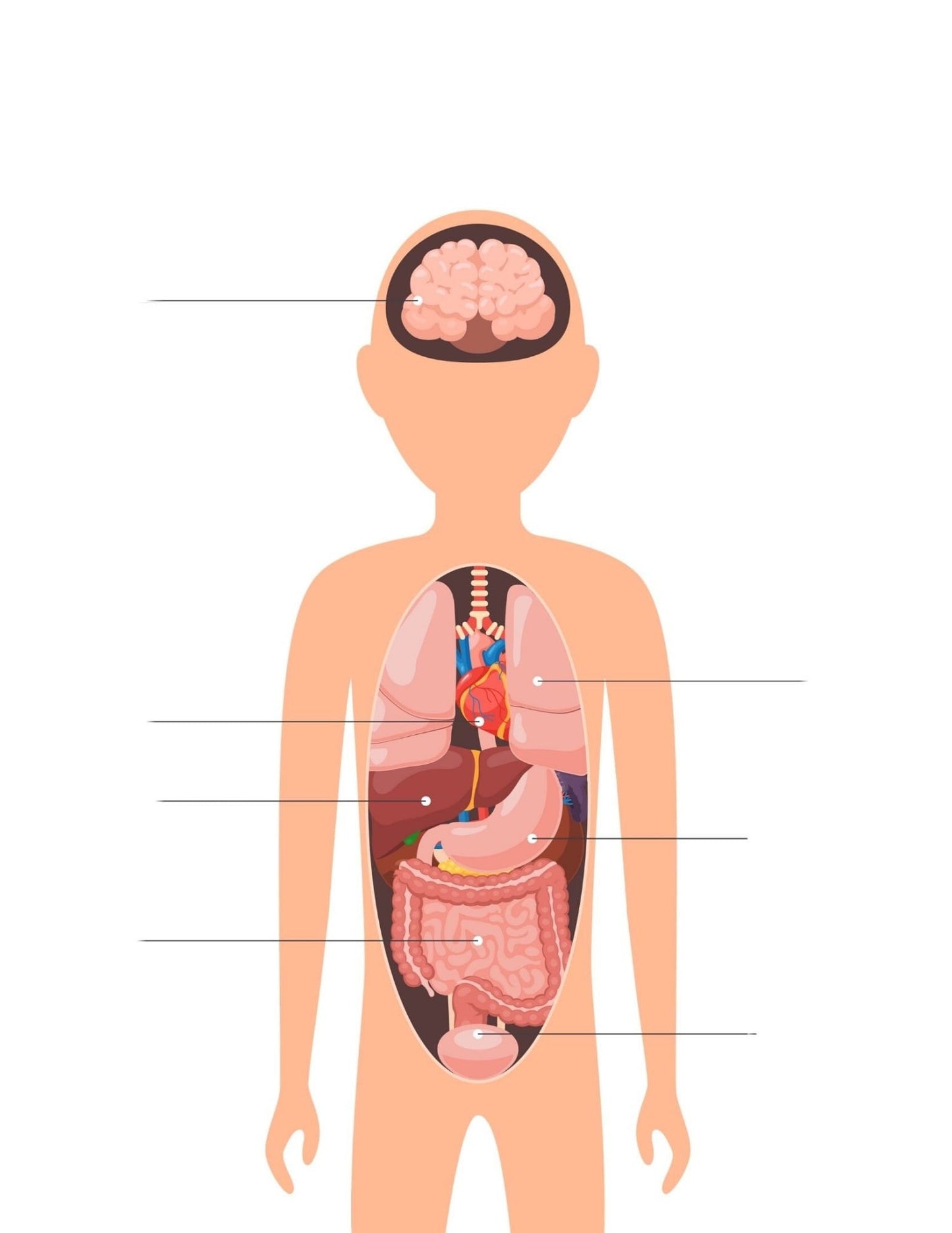 Human Body Preschool Activities | Anatomy Toddler Curriculum (PDF Download)